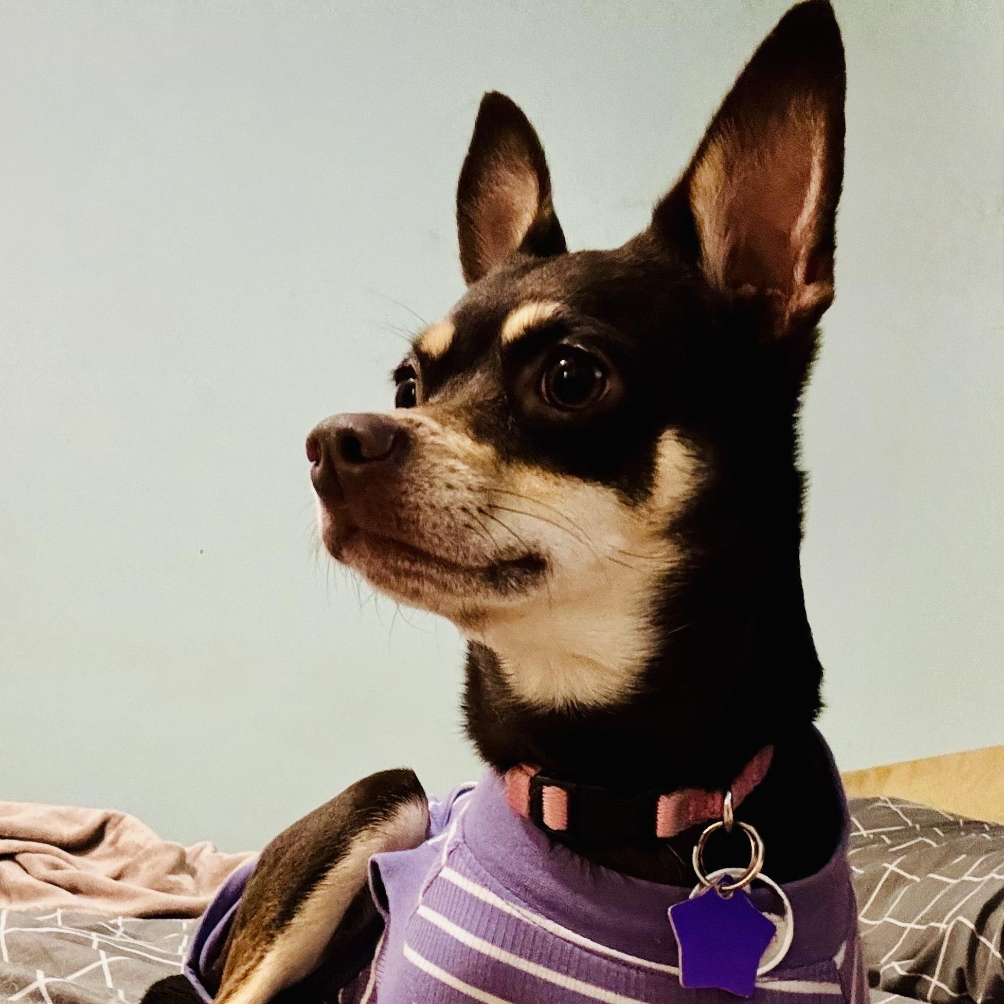 Gracie, a ADOPTABLE mixed breed in Manassas, VA image 3/4