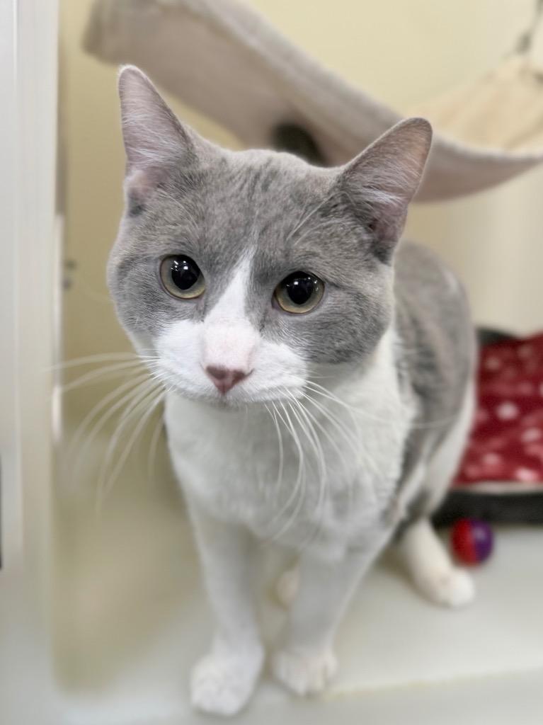 Enlarge Bug, a Adoptable mixed breed in Menomonie, WI image 1/1