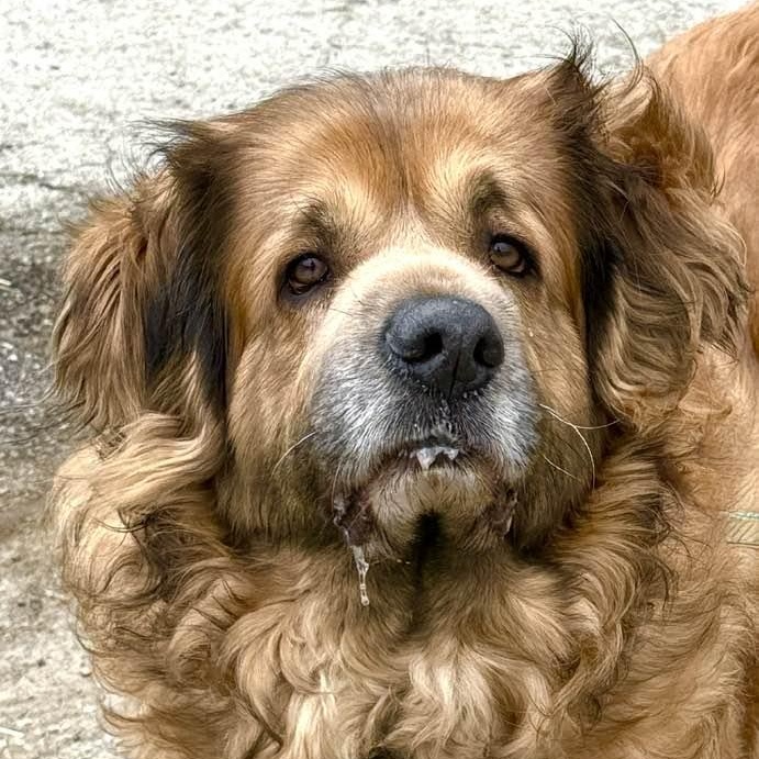 Enlarge Mac, a ADOPTABLE mixed breed in Washington, PA image 1/4