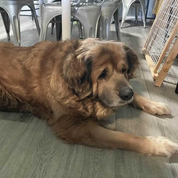 Enlarge Mac, a ADOPTABLE mixed breed in Washington, PA image 4/4