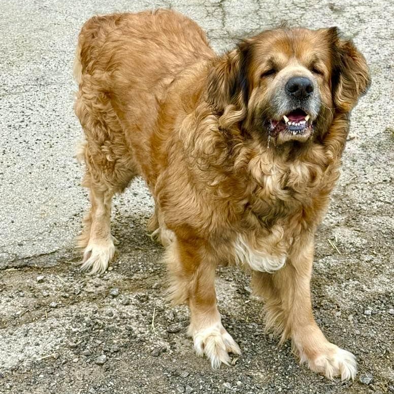 Enlarge Mac, a ADOPTABLE mixed breed in Washington, PA image 2/4