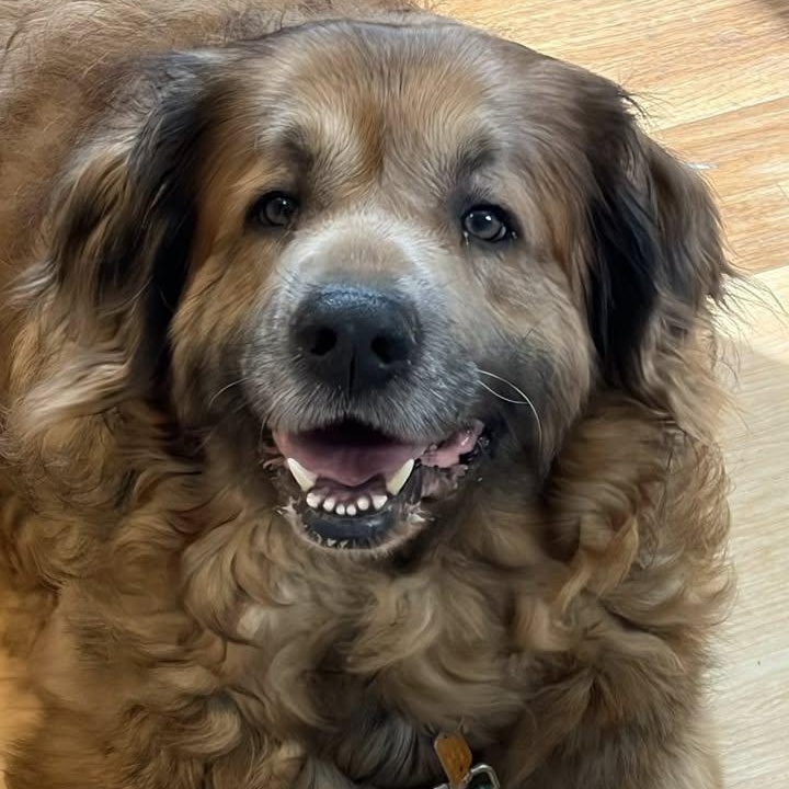 Enlarge Mac, a ADOPTABLE mixed breed in Washington, PA image 1/5