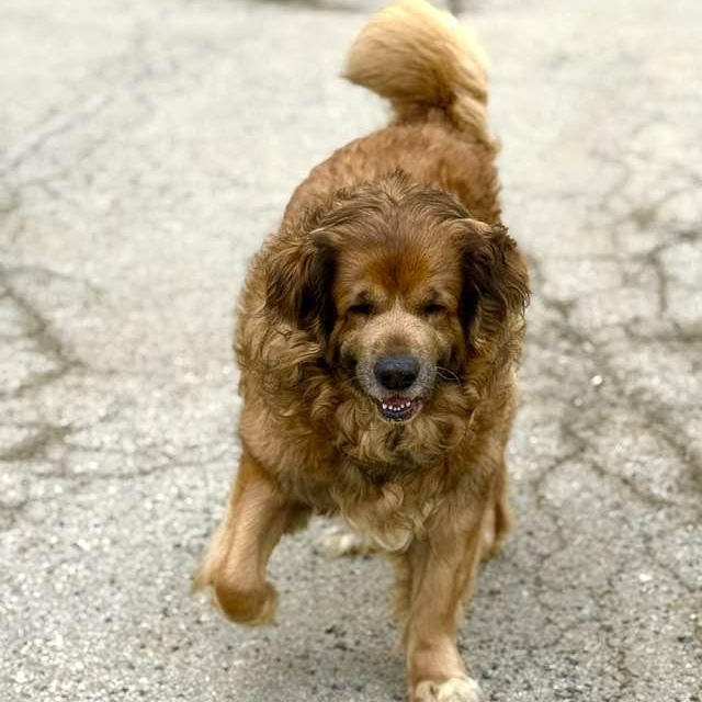 Enlarge Mac, a ADOPTABLE mixed breed in Washington, PA image 3/4