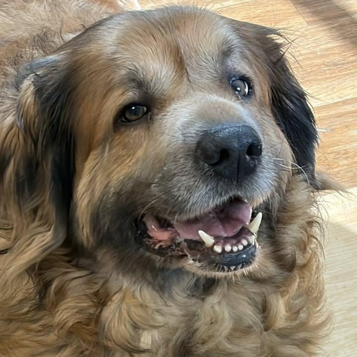 Enlarge Mac, a ADOPTABLE mixed breed in Washington, PA image 4/5