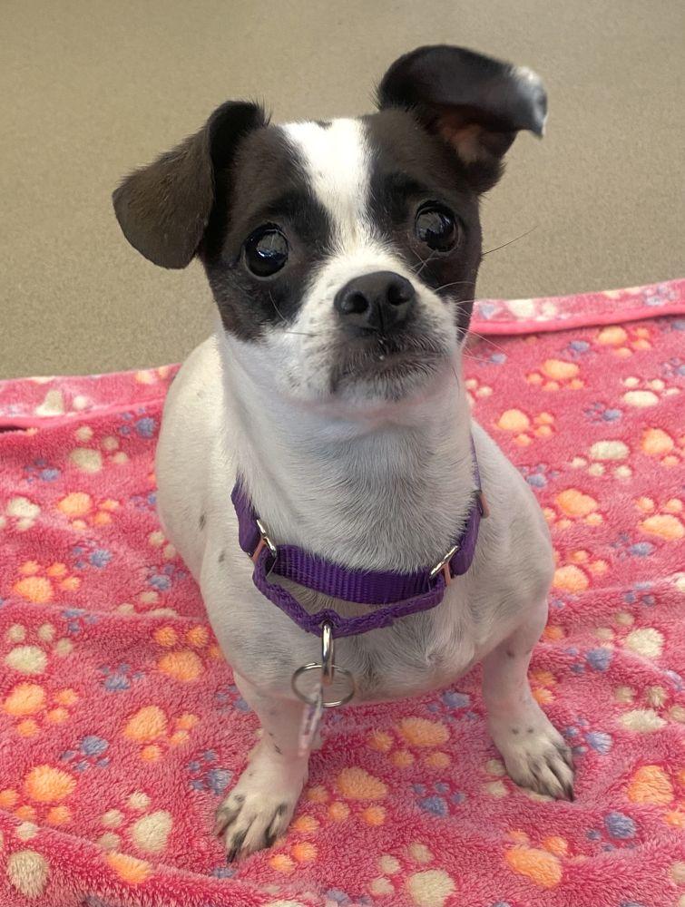 Enlarge Roxie, a Adoptable Mixed Breed in Alexandria, VA image 1/4