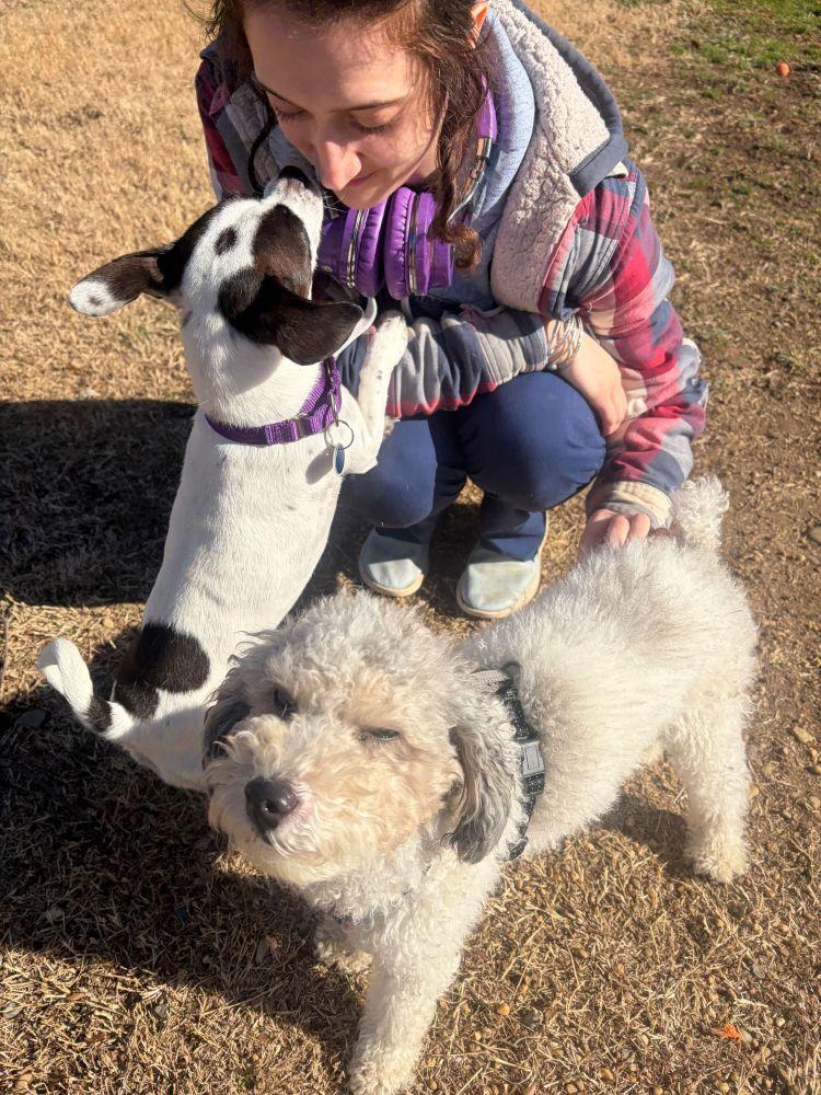 Enlarge Roxie, a Adoptable Mixed Breed in Alexandria, VA image 2/4