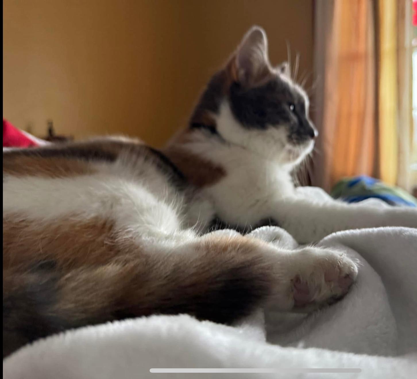 Carly, a Adoptable Domestic Short Hair in CANONSBURG, PA image 3/3