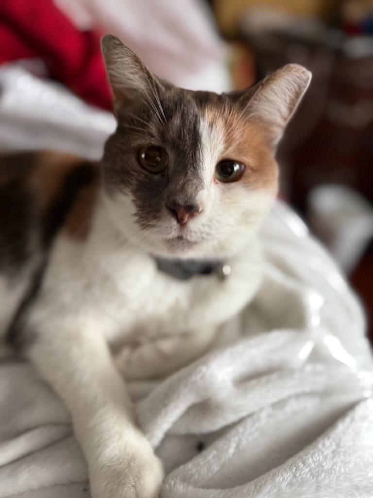 Carly, a Adoptable Domestic Short Hair in CANONSBURG, PA image 1/3