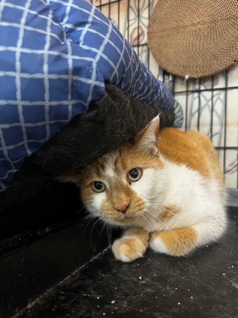 Enlarge Tony, a Adoptable mixed breed in Camp Hill, PA image 2/2