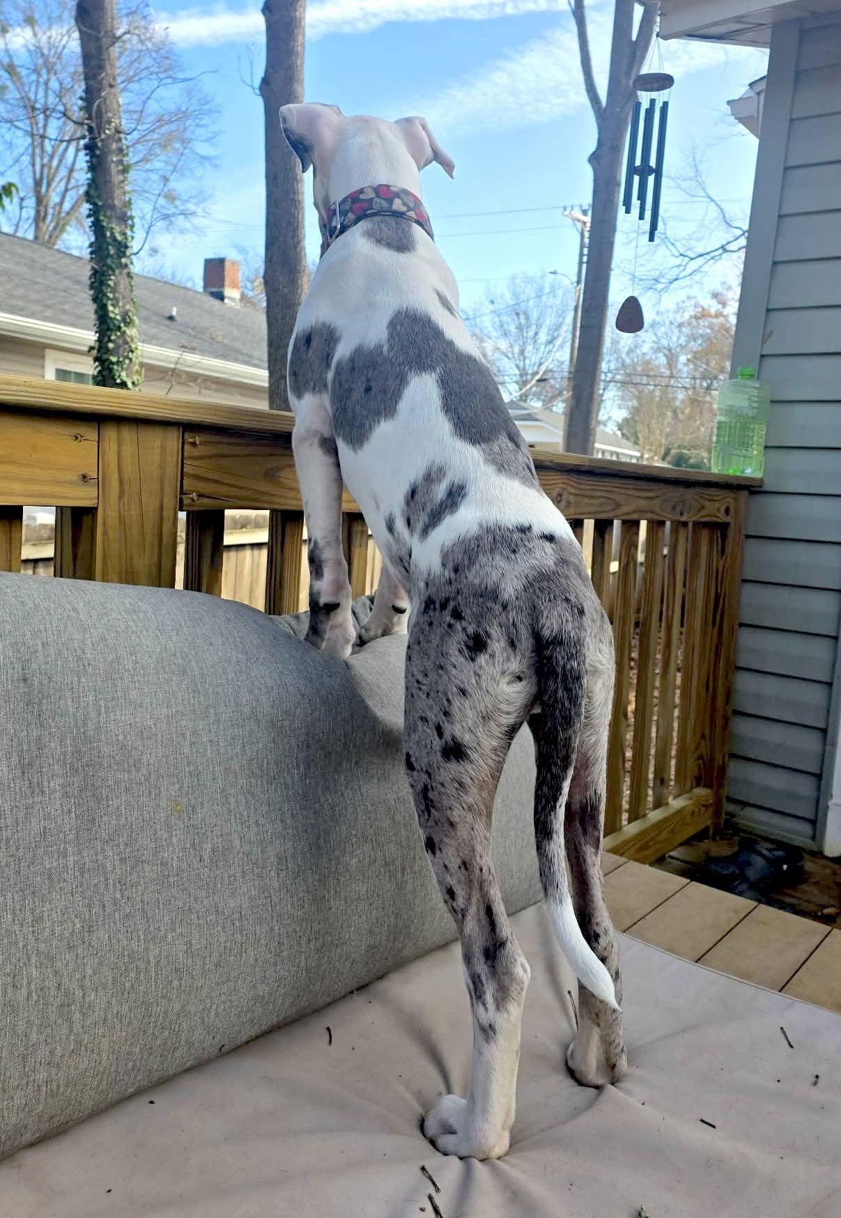 Enlarge Hank, a Adopted Great Dane in Iron Station, NC image 1/3