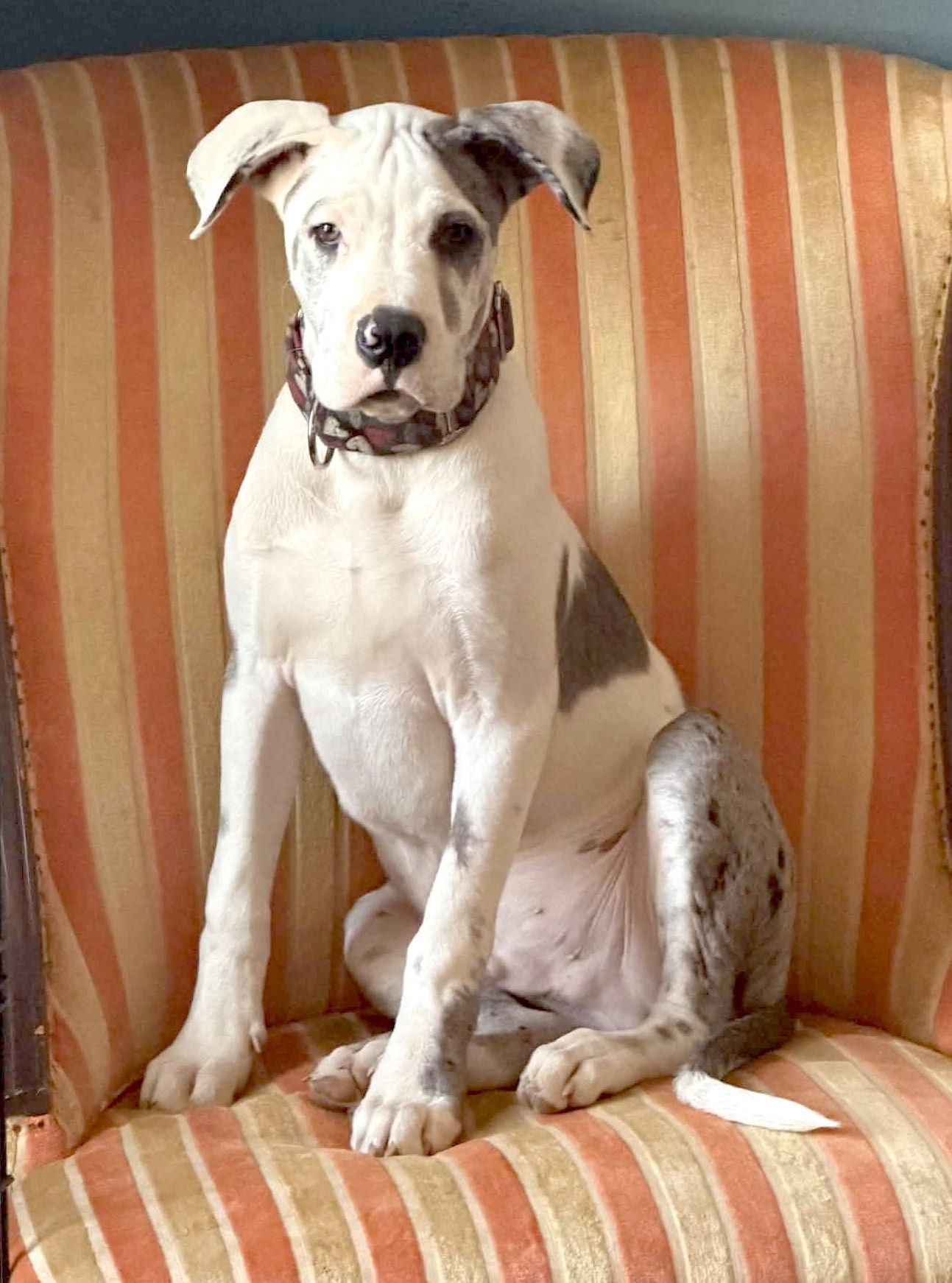 Enlarge Hank, a Adopted Great Dane in Iron Station, NC image 2/3