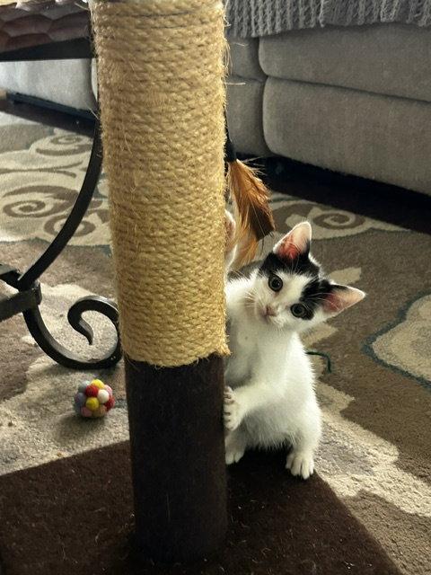 Rose, Adopted, Kitten Female Domestic Medium Hair.