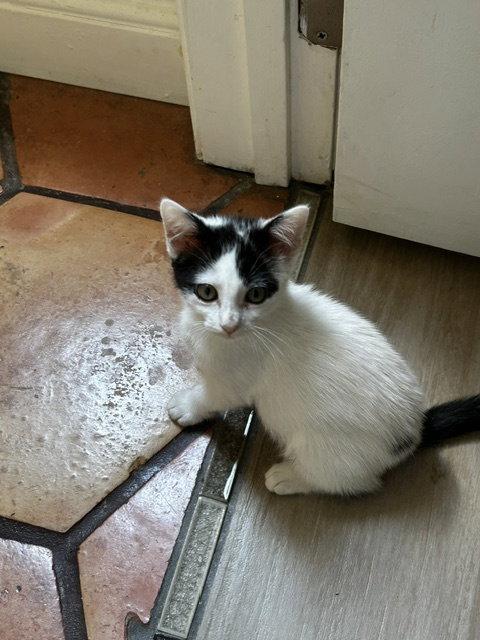 Rose, a Adopted Domestic Medium Hair in Orlando, FL image 2/3