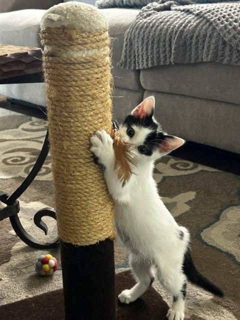 Rose, a Adopted Domestic Medium Hair in Orlando, FL image 3/3