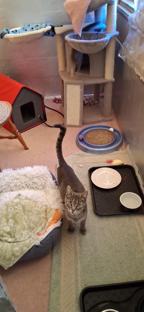 Enlarge Bailey, a Adoptable Tiger in Hagaman, NY image 2/3