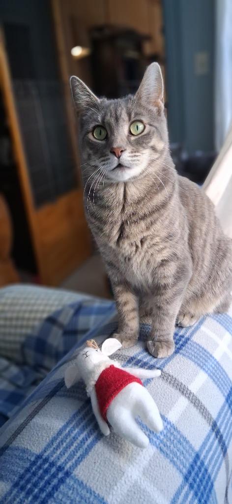 Bailey, a Adoptable Tiger in Hagaman, NY image 3/5