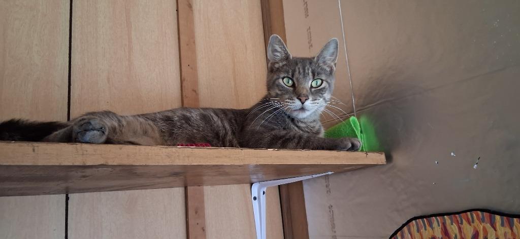 Bailey, a Adoptable Tiger in Hagaman, NY image 5/5