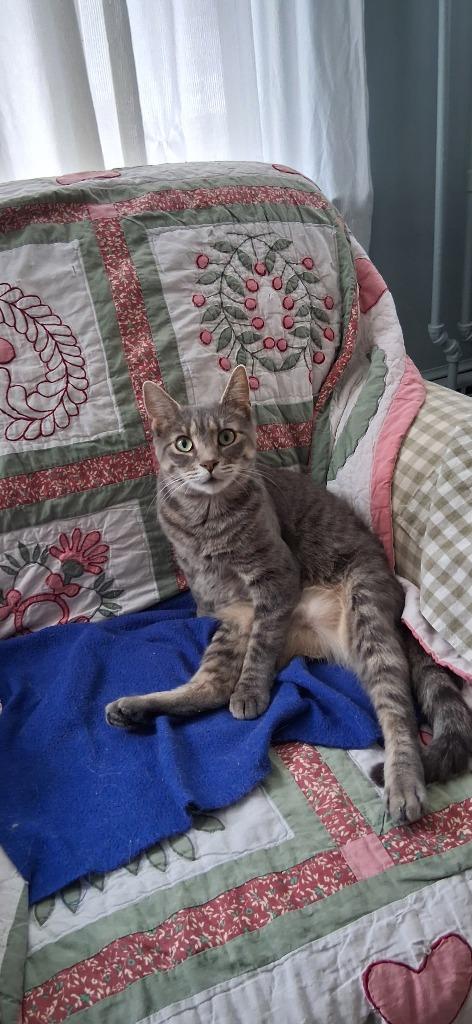 Enlarge Bailey, a Adoptable Tiger in Hagaman, NY image 3/3