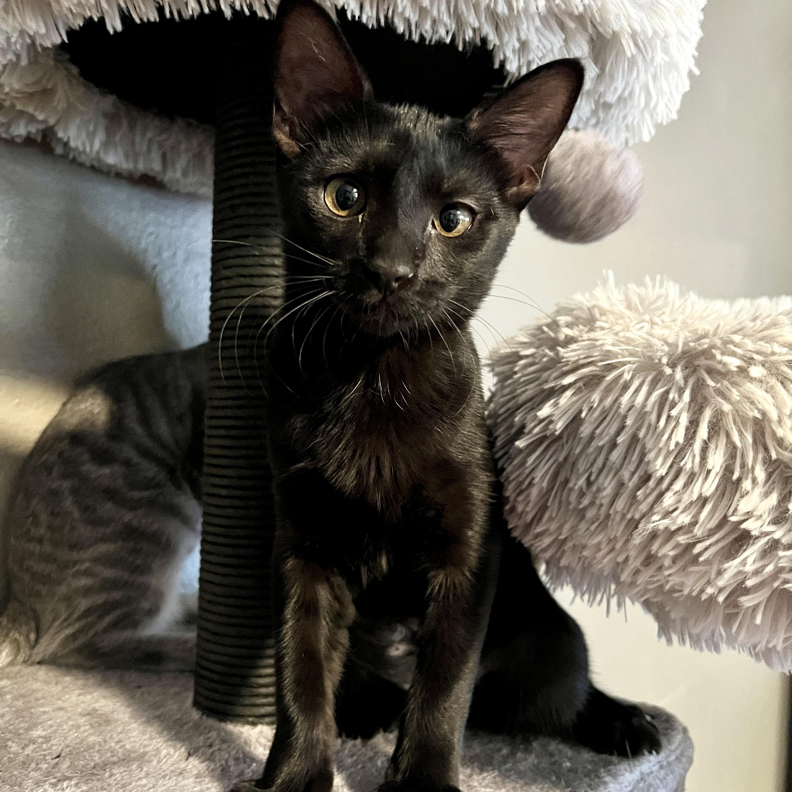 Paige, an adoptable Domestic Short Hair in Sacramento, CA_image-1