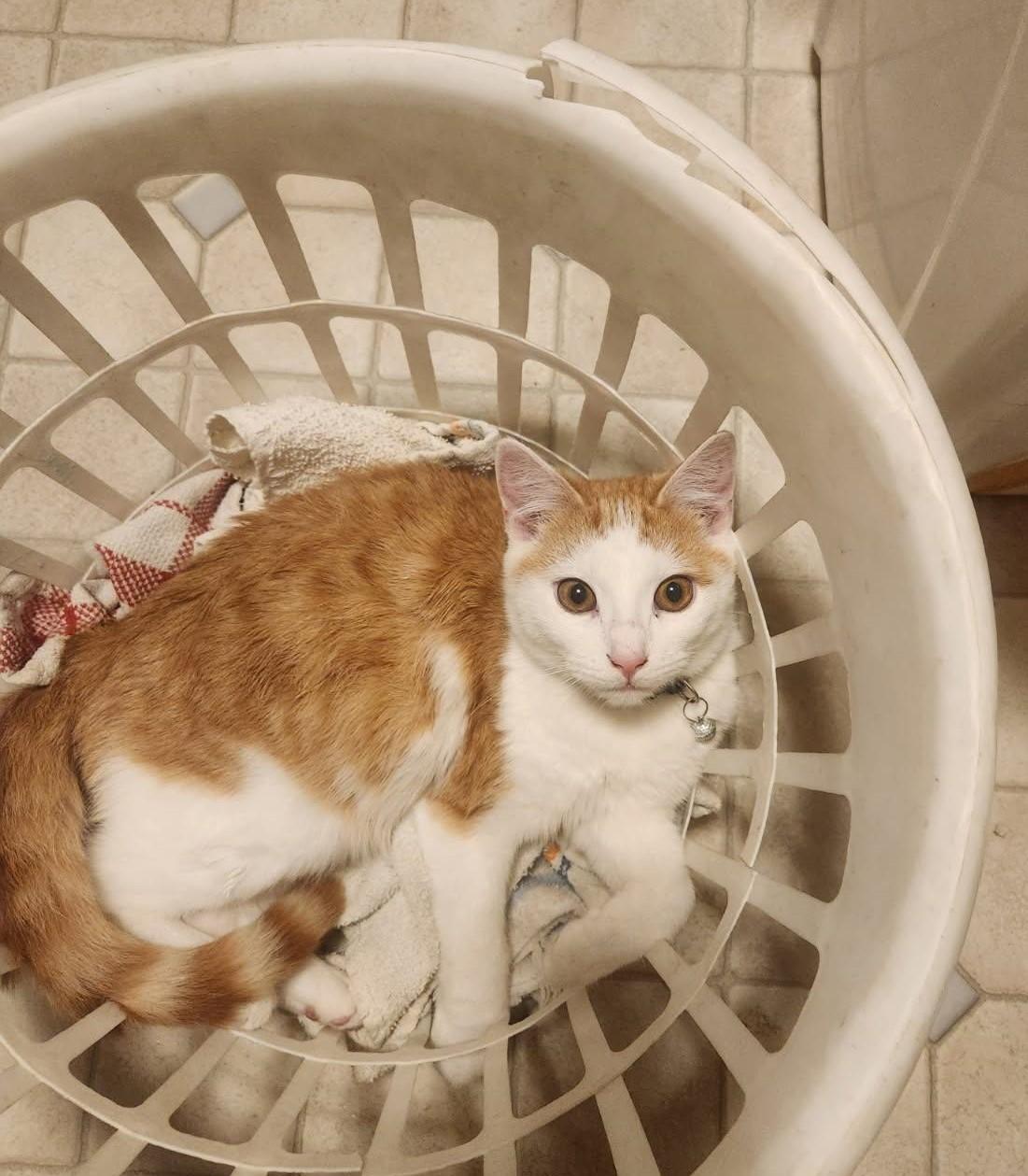 Jake, a Adoptable Domestic Short Hair in Beckley, WV image 2/5