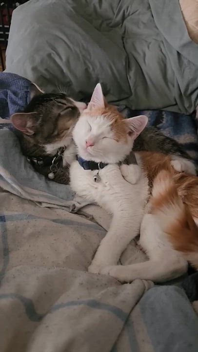 Enlarge Jake, a Adoptable Domestic Short Hair in Beckley, WV video 4/5