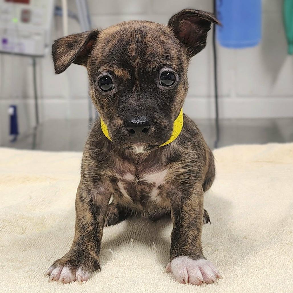 Sam, Adoptable, Puppy Male Terrier & Hound.