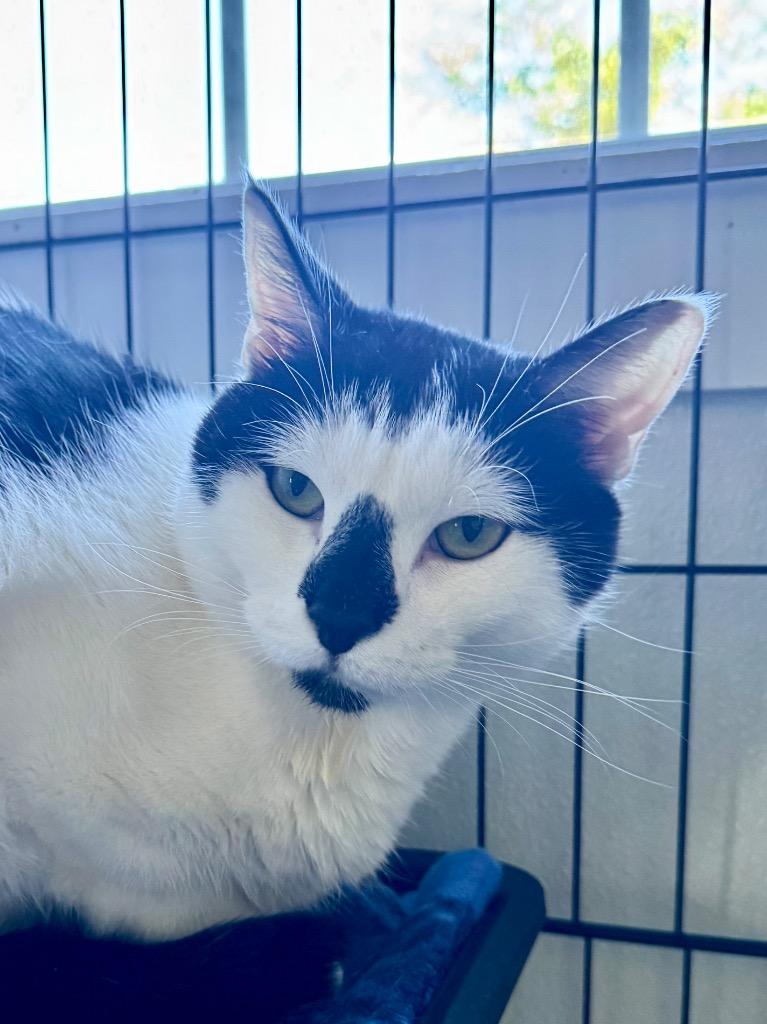 Enlarge Bandit, a Adoptable mixed breed in Cumberland, ME image 1/2