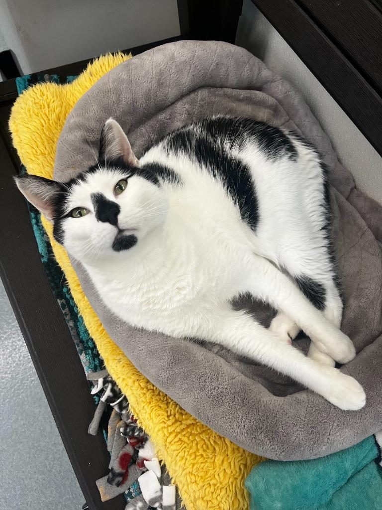 Enlarge Bandit, a Adoptable mixed breed in Cumberland, ME image 2/2