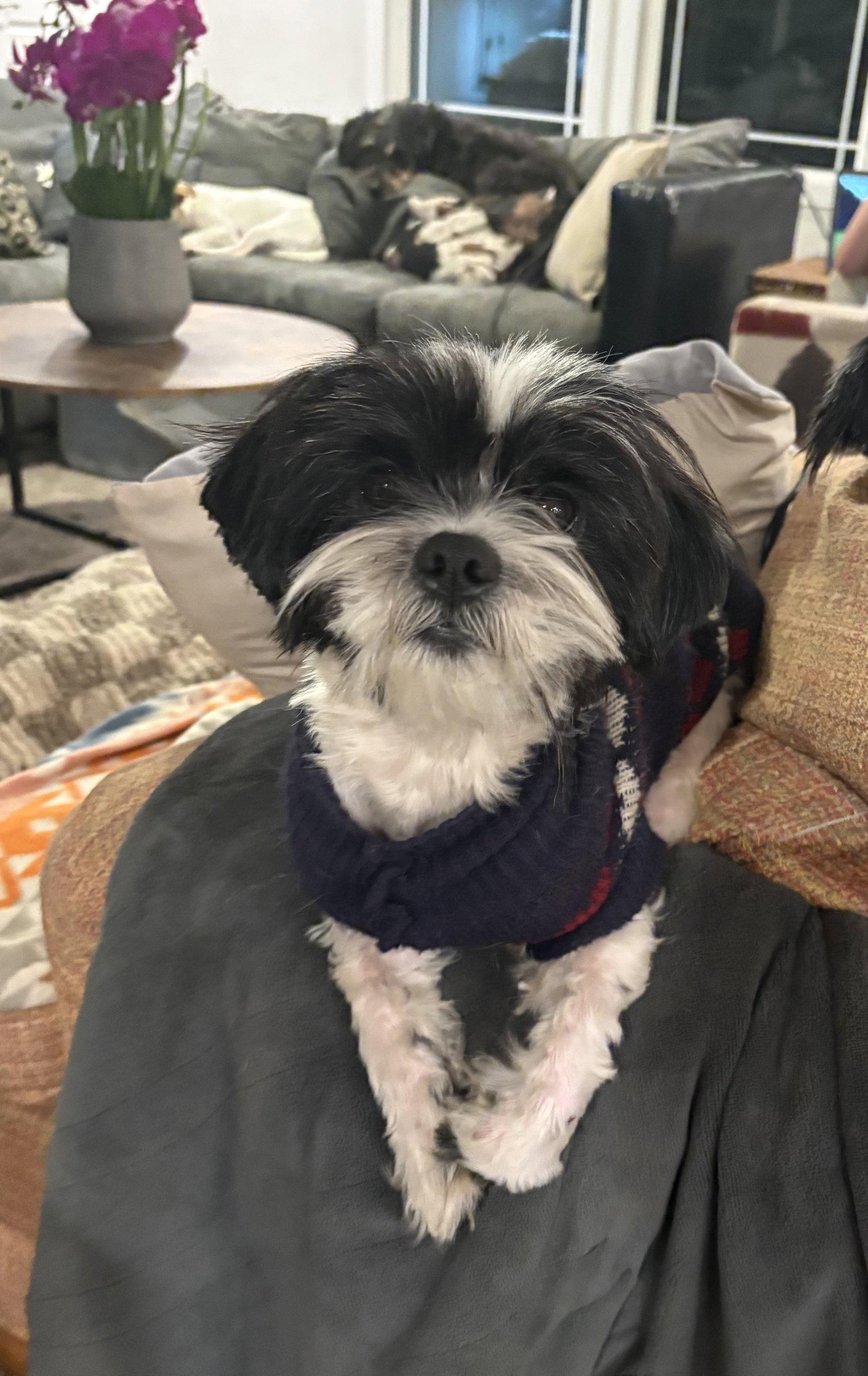 Enlarge Todd, a Adoptable Shih Tzu in Mount Pleasant, SC image 1/3