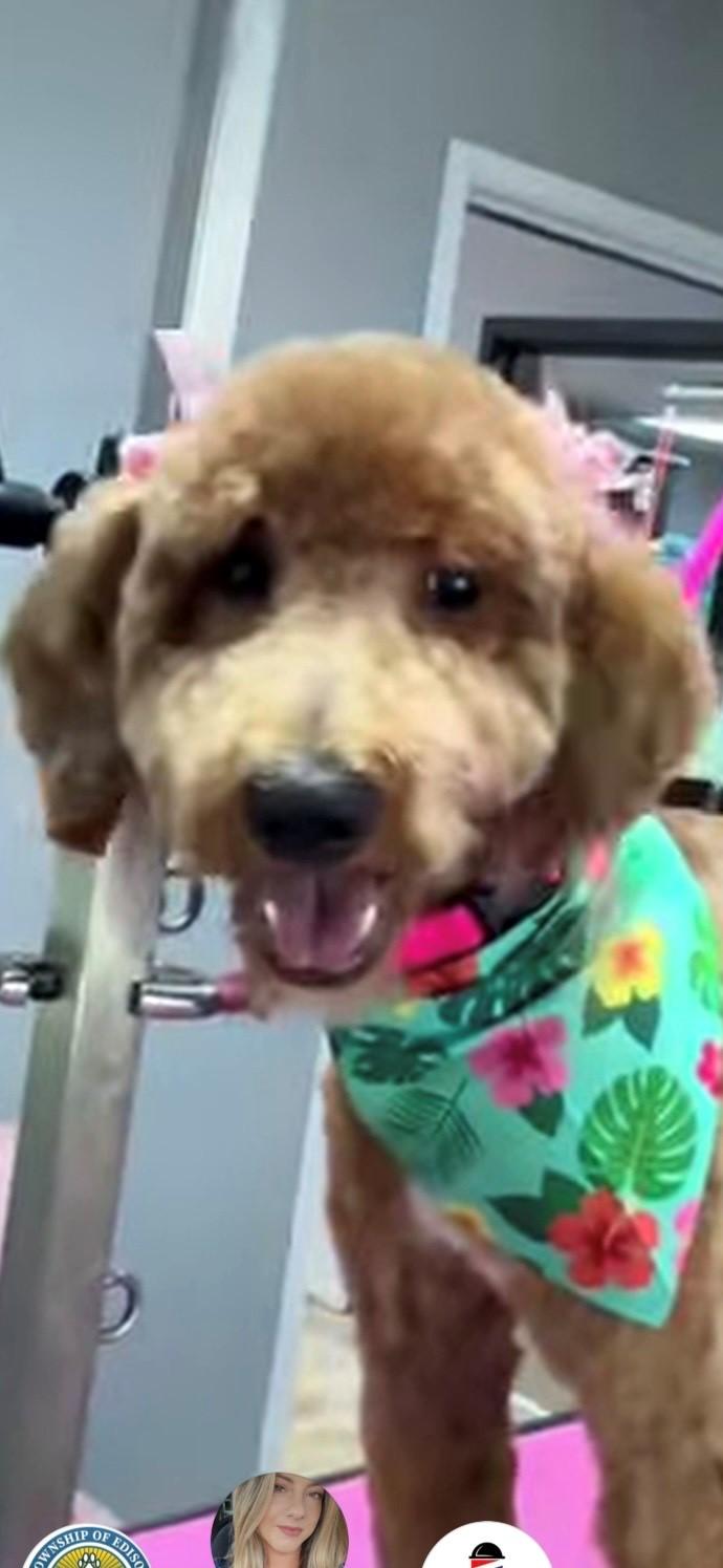 Taylor, adopted, Young Female Goldendoodle.
