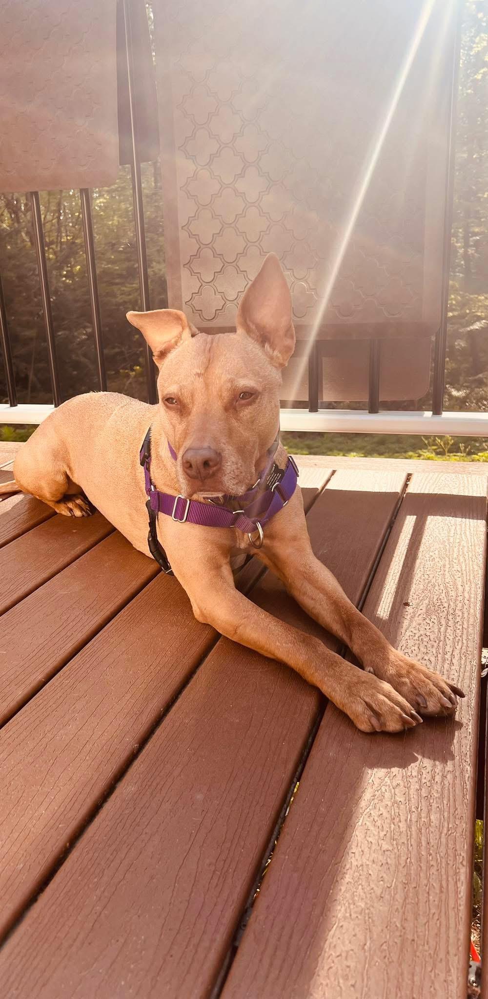 Bella