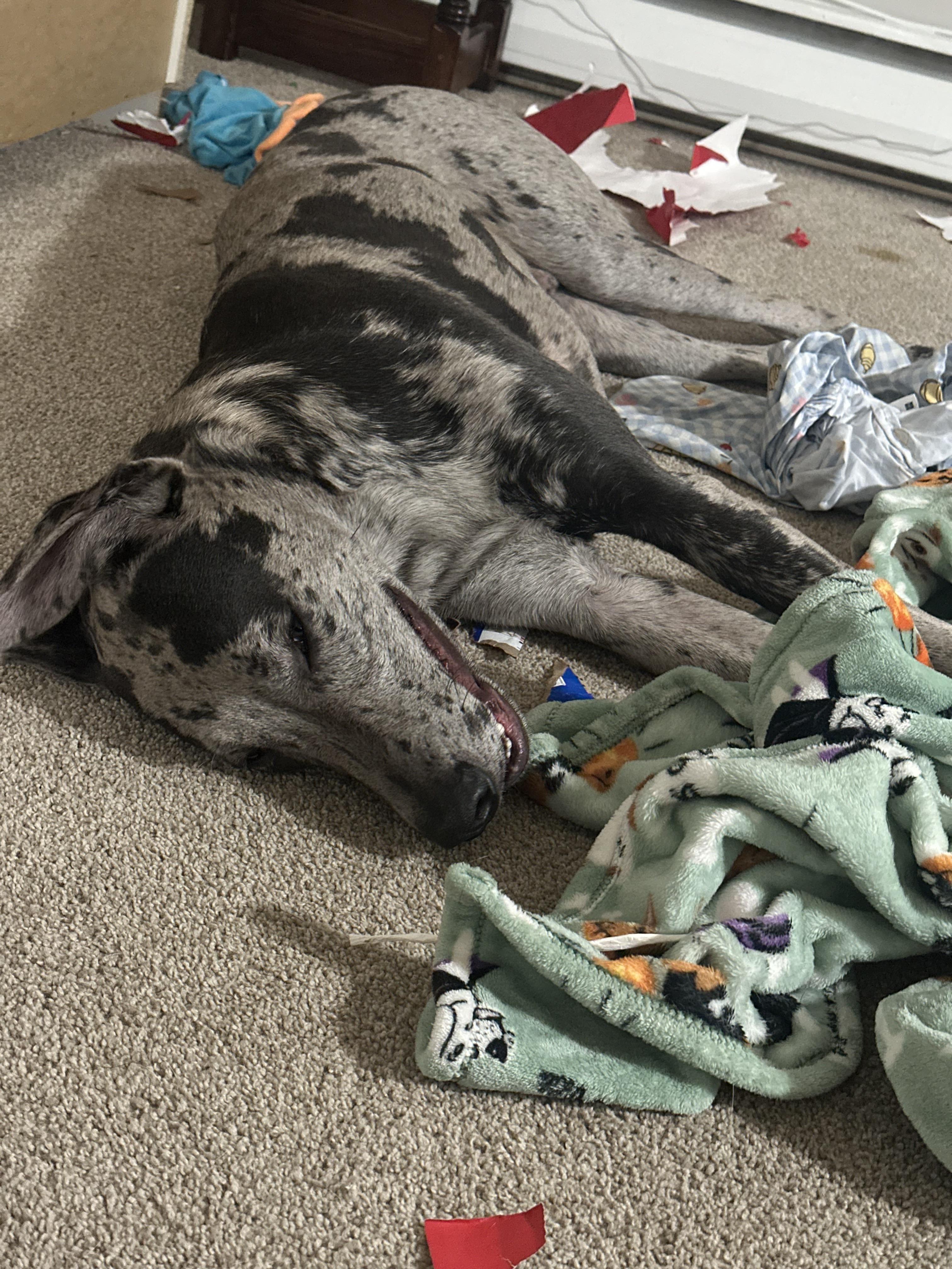 Enlarge Mr. Muffin Cupcake, a ADOPTABLE Great Dane in Maple Glen, PA image 2/4