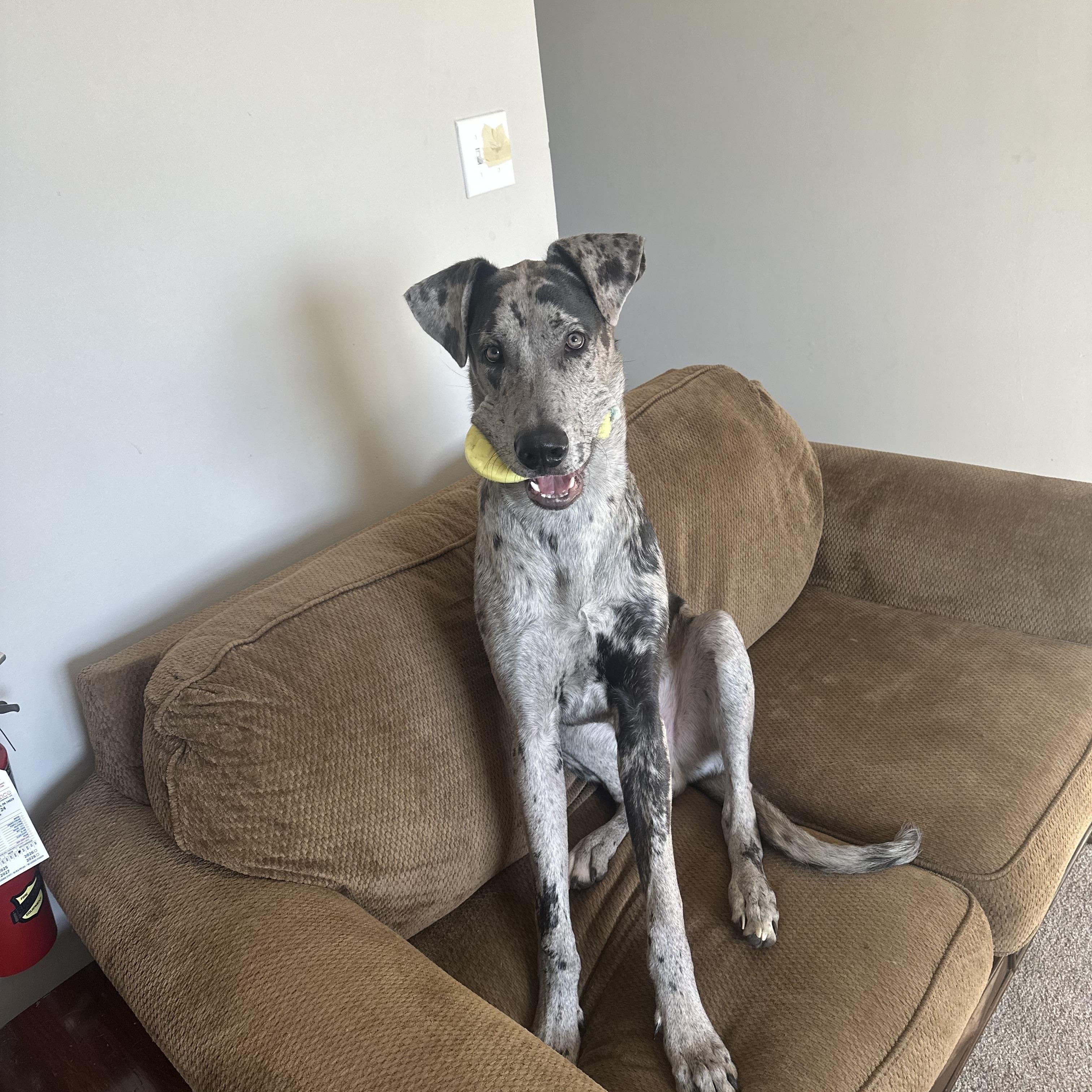 Mr. Muffin Cupcake, ADOPTABLE, Puppy Male Great Dane.