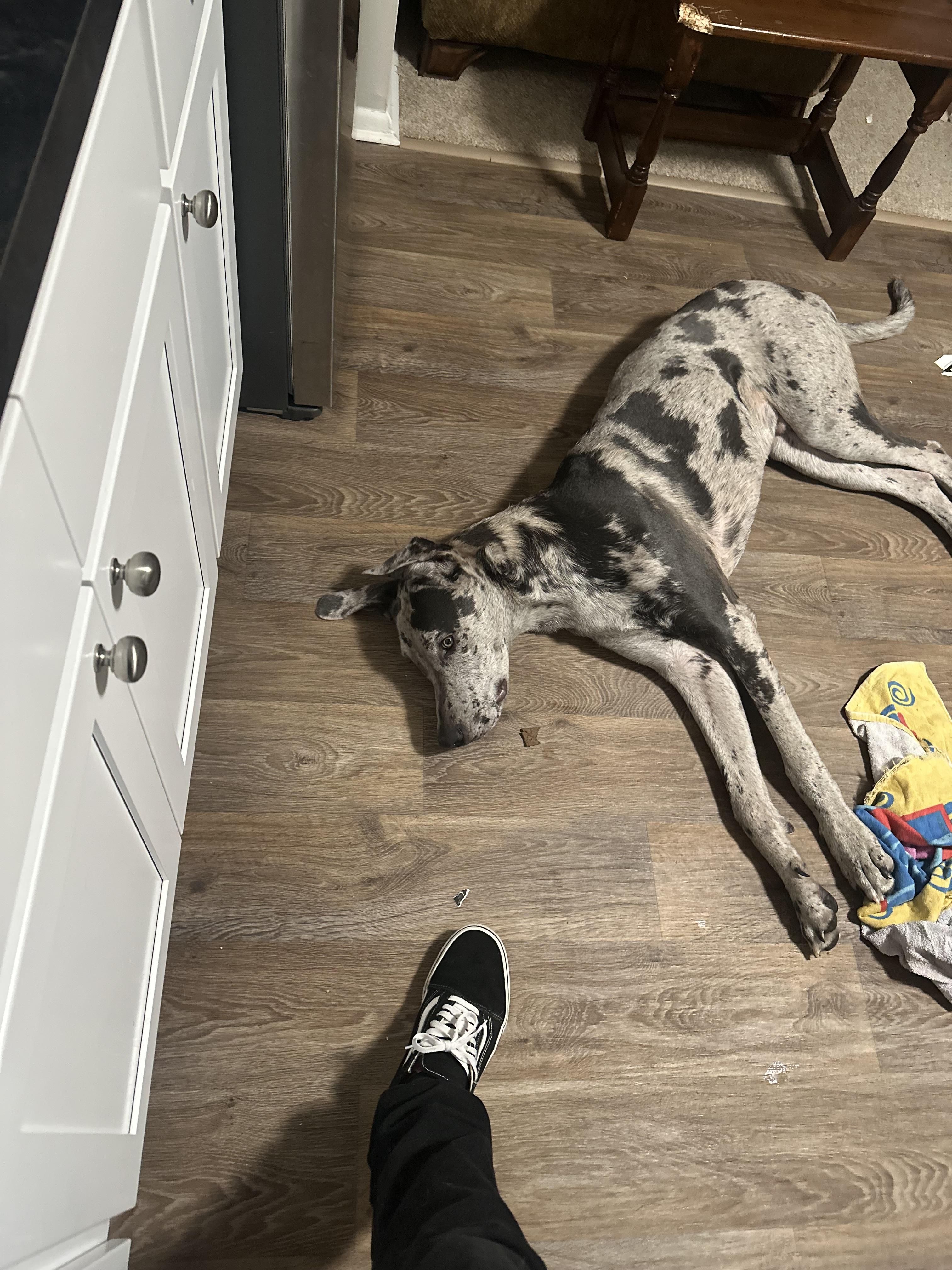 Enlarge Mr. Muffin Cupcake, a ADOPTABLE Great Dane in Maple Glen, PA image 4/4