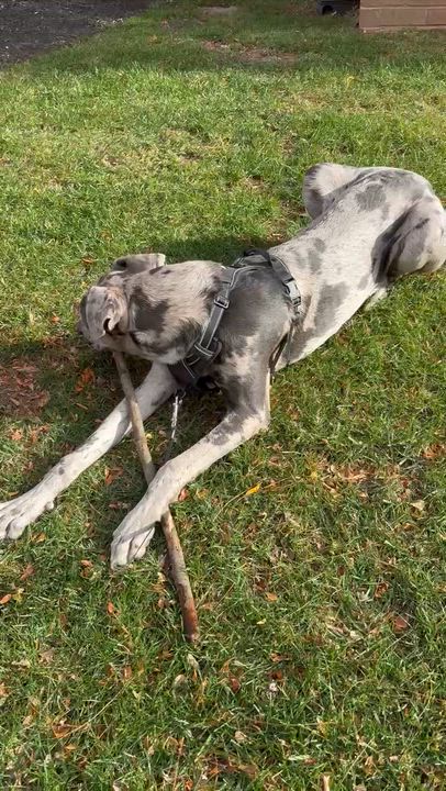 Enlarge Mr. Muffin Cupcake, a ADOPTABLE Great Dane in Maple Glen, PA video 3/4