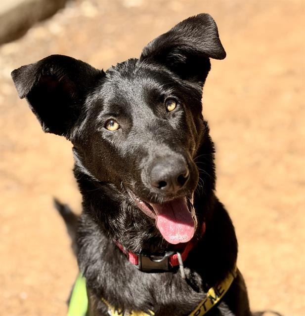 CAKE, Adoptable, Young Female German Shepherd Dog.