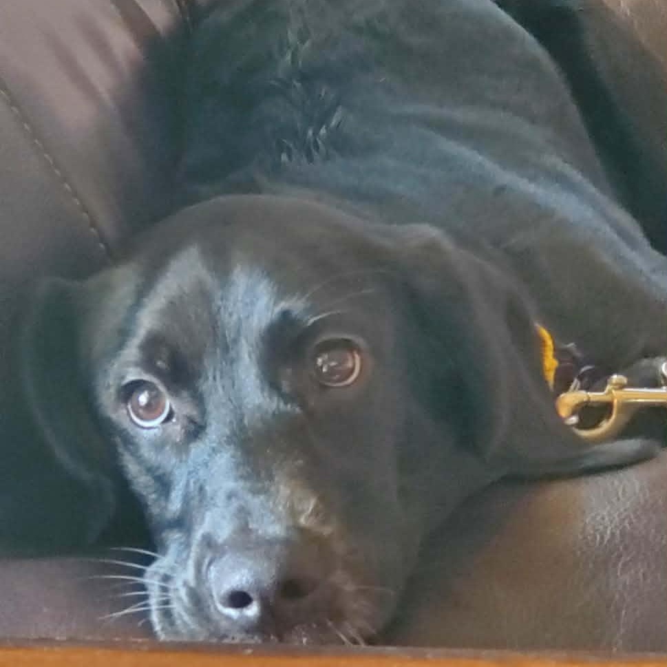Annabelle, an adopted mixed breed in Springfield, MO image 4/5