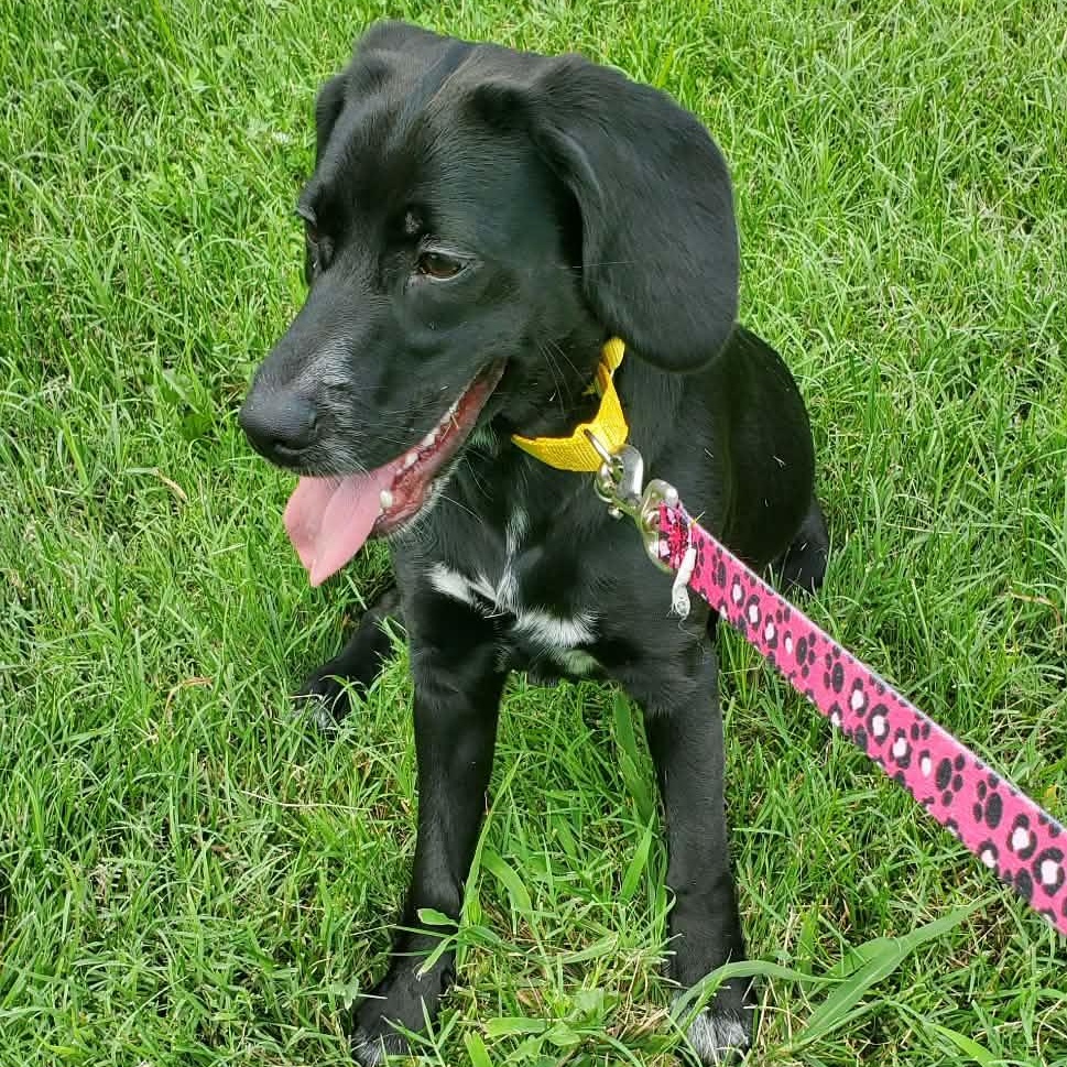 Annabelle, an adopted mixed breed in Springfield, MO image 5/5