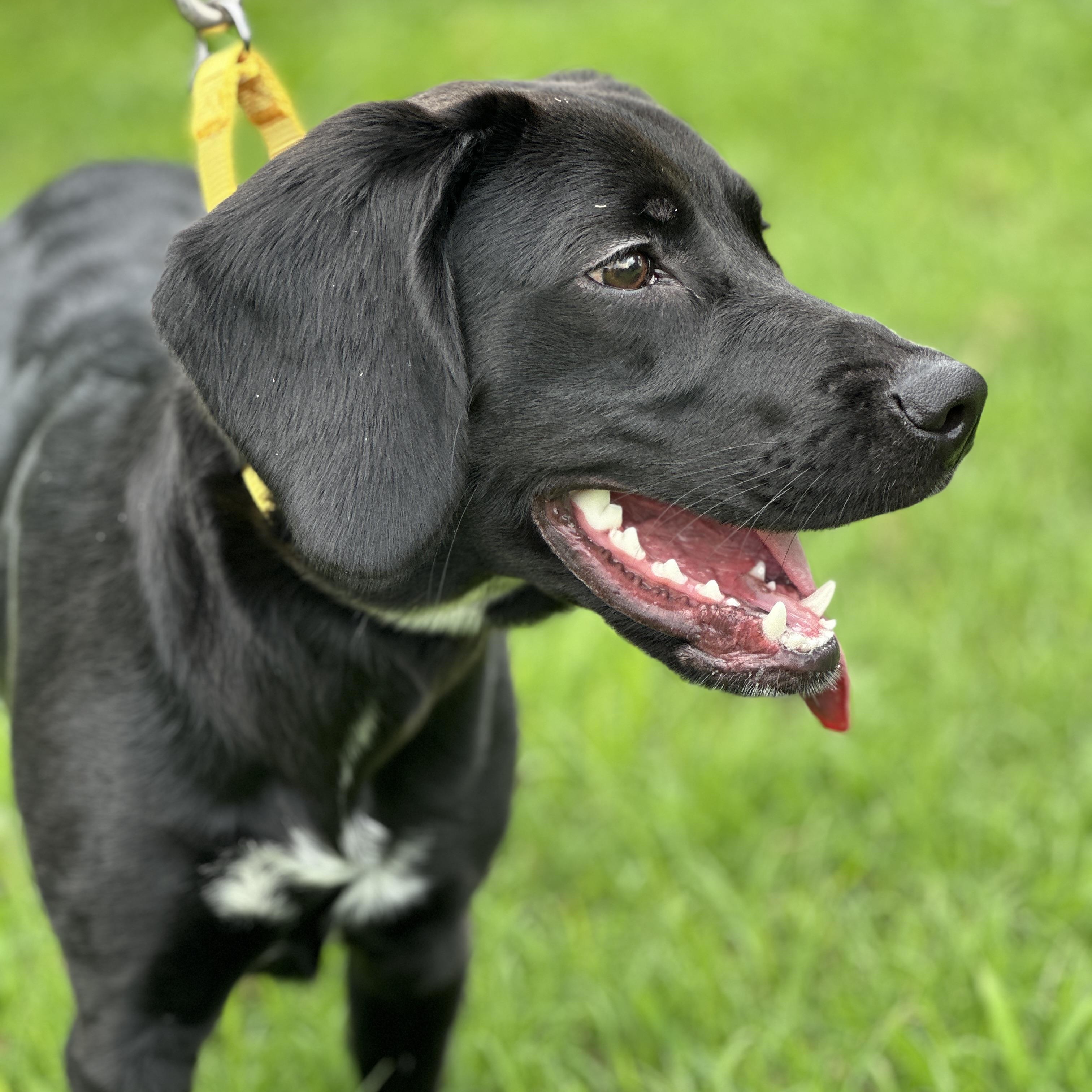 Annabelle, an adopted mixed breed in Springfield, MO image 3/5