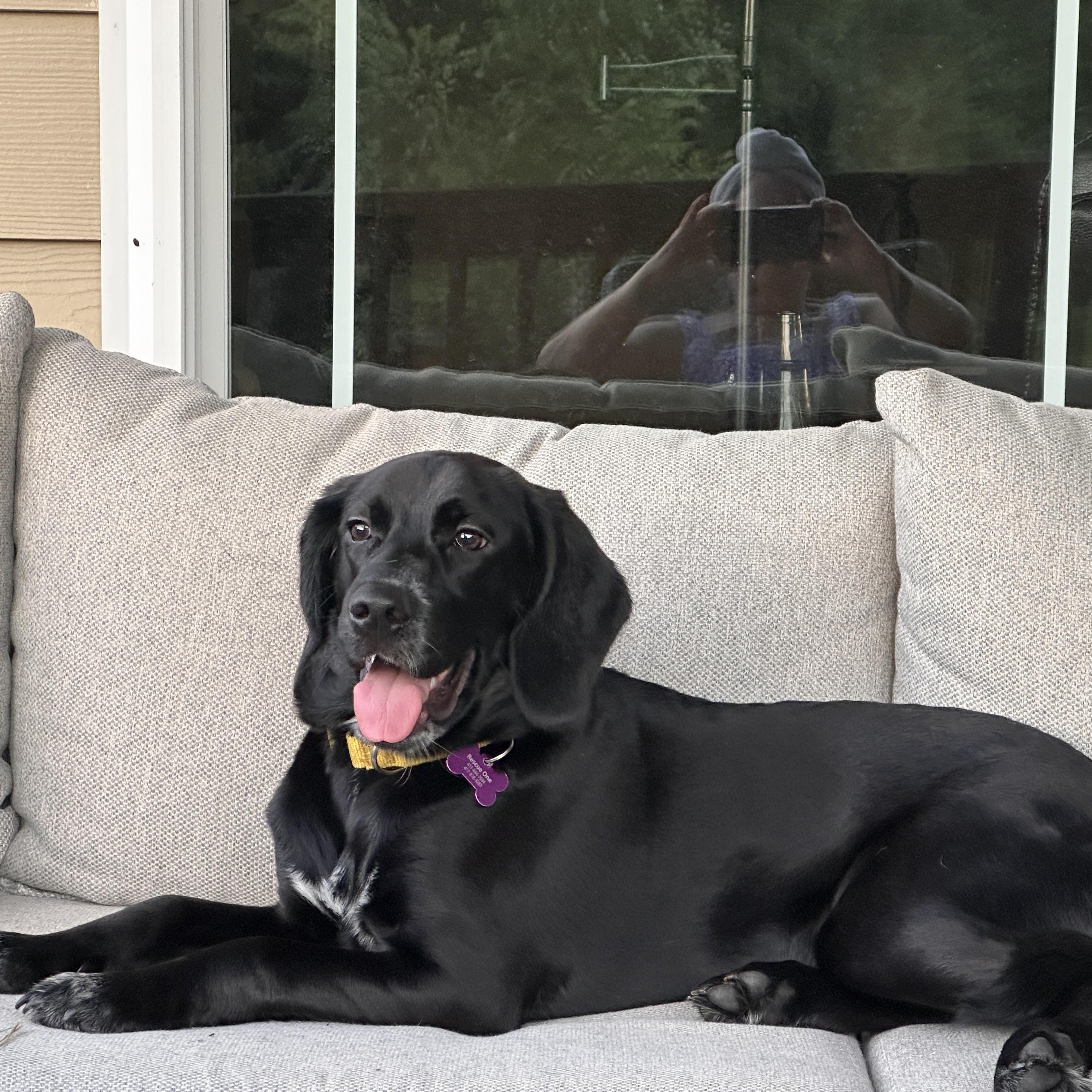 Annabelle, an adopted mixed breed in Springfield, MO image 2/5