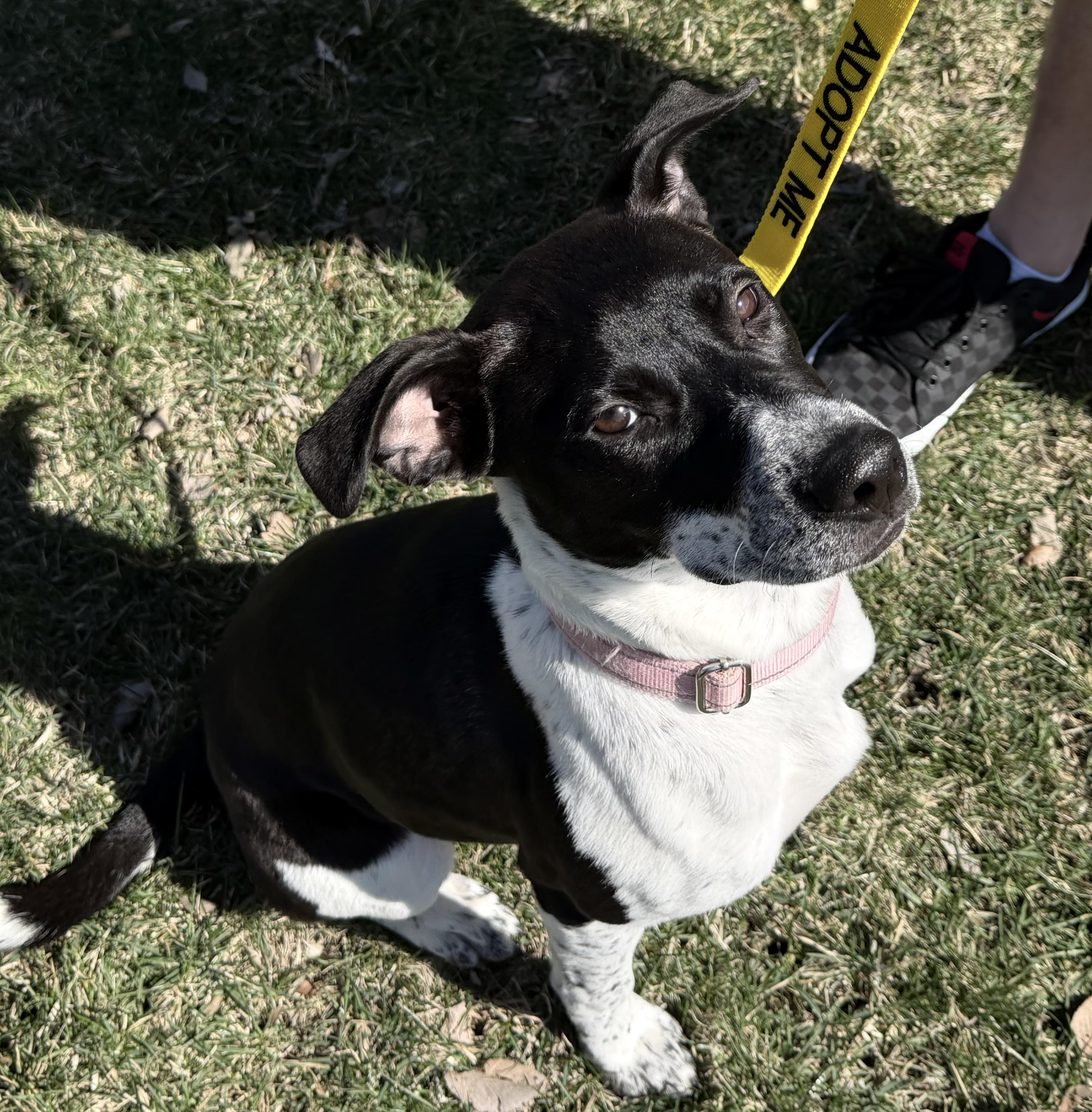 Enlarge Bonnie, a ADOPTABLE mixed breed in Oswego, IL image 3/3