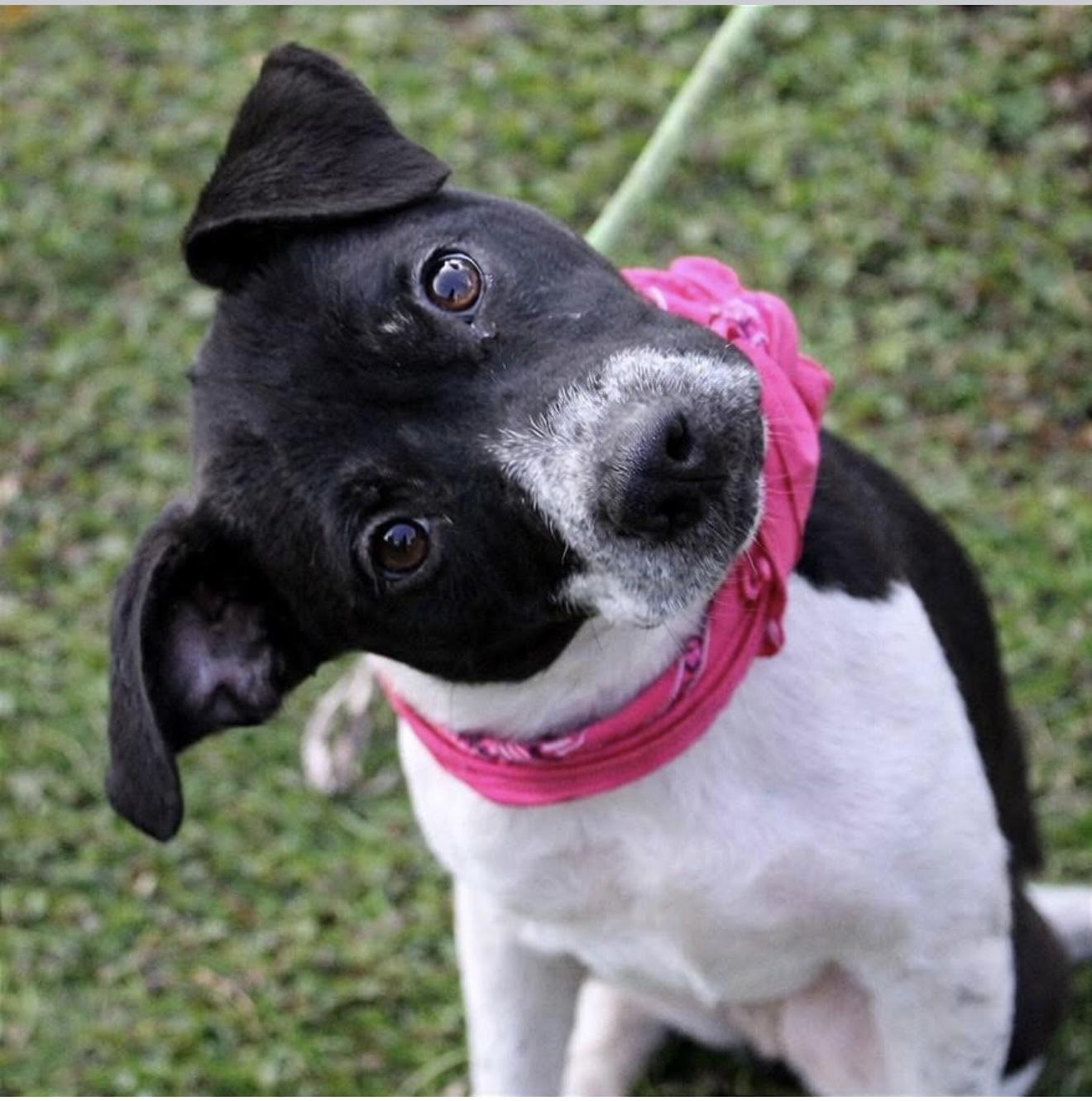 Enlarge Bonnie, a ADOPTABLE mixed breed in Oswego, IL image 2/3