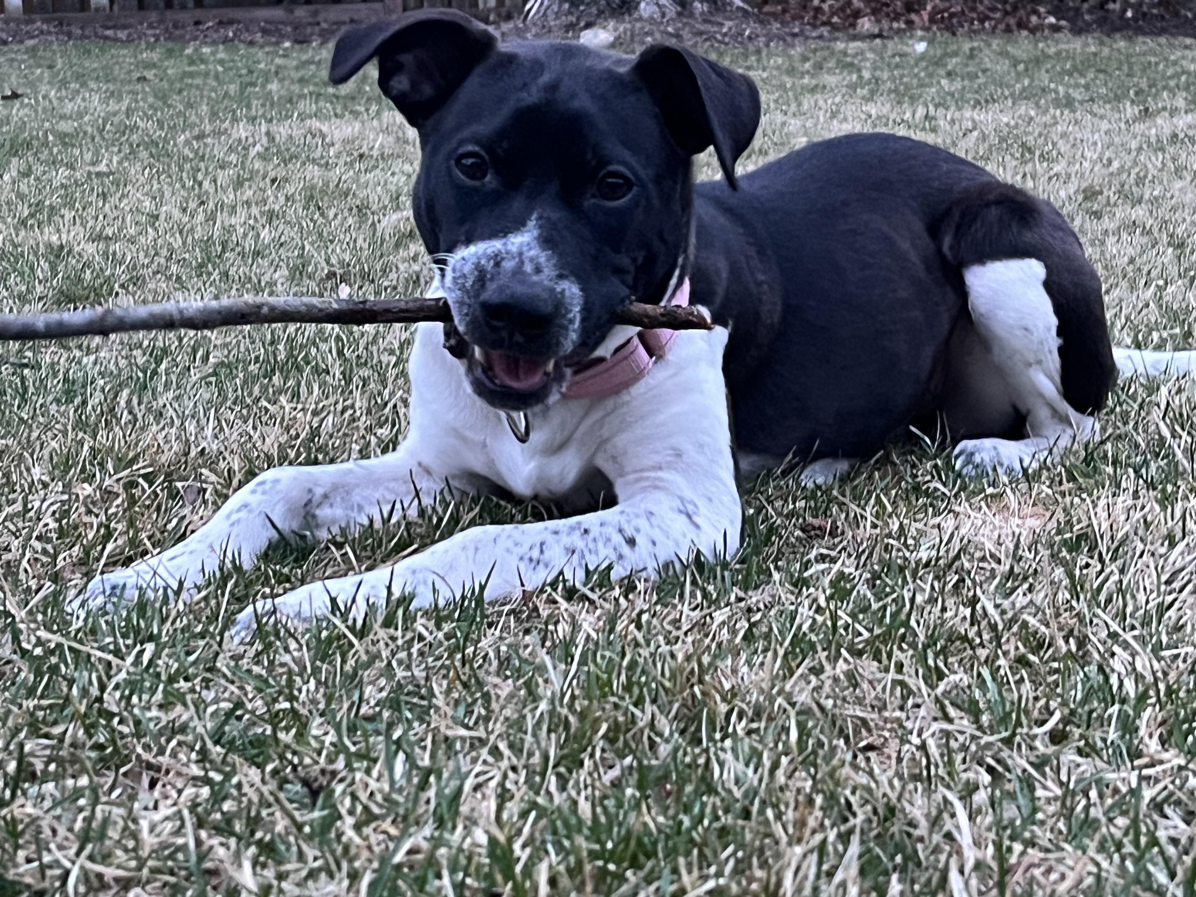 Bonnie, ADOPTABLE, Puppy Female American Staffordshire Terrier & Boxer.