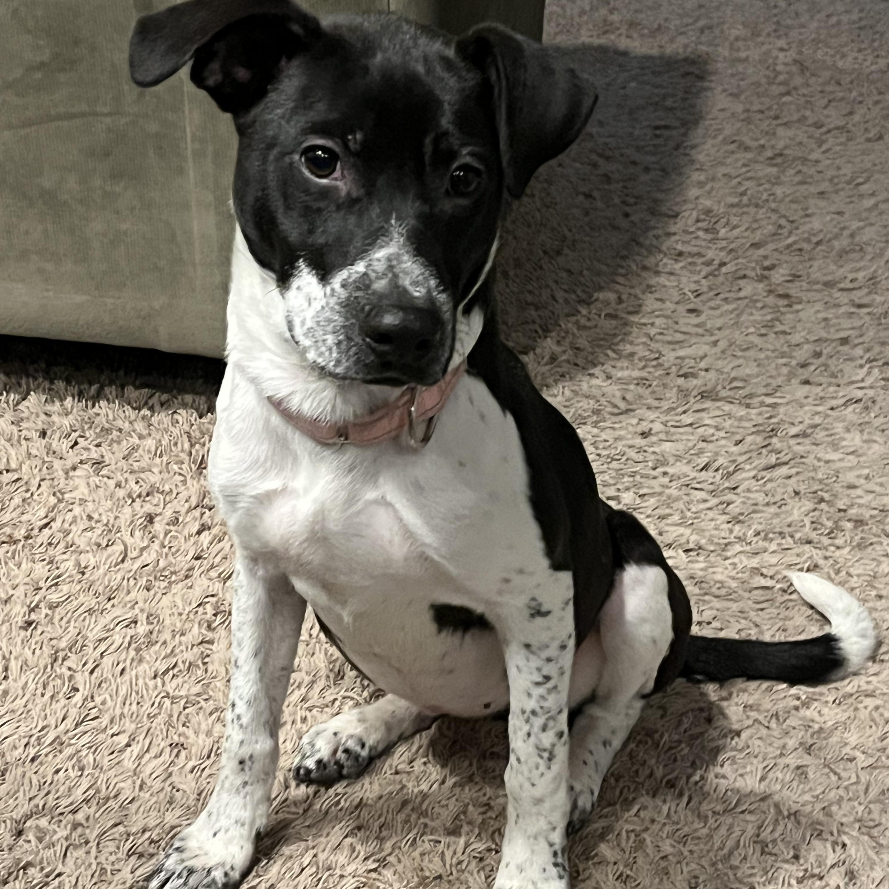 Enlarge Bonnie, a ADOPTABLE mixed breed in Oswego, IL image 6/6