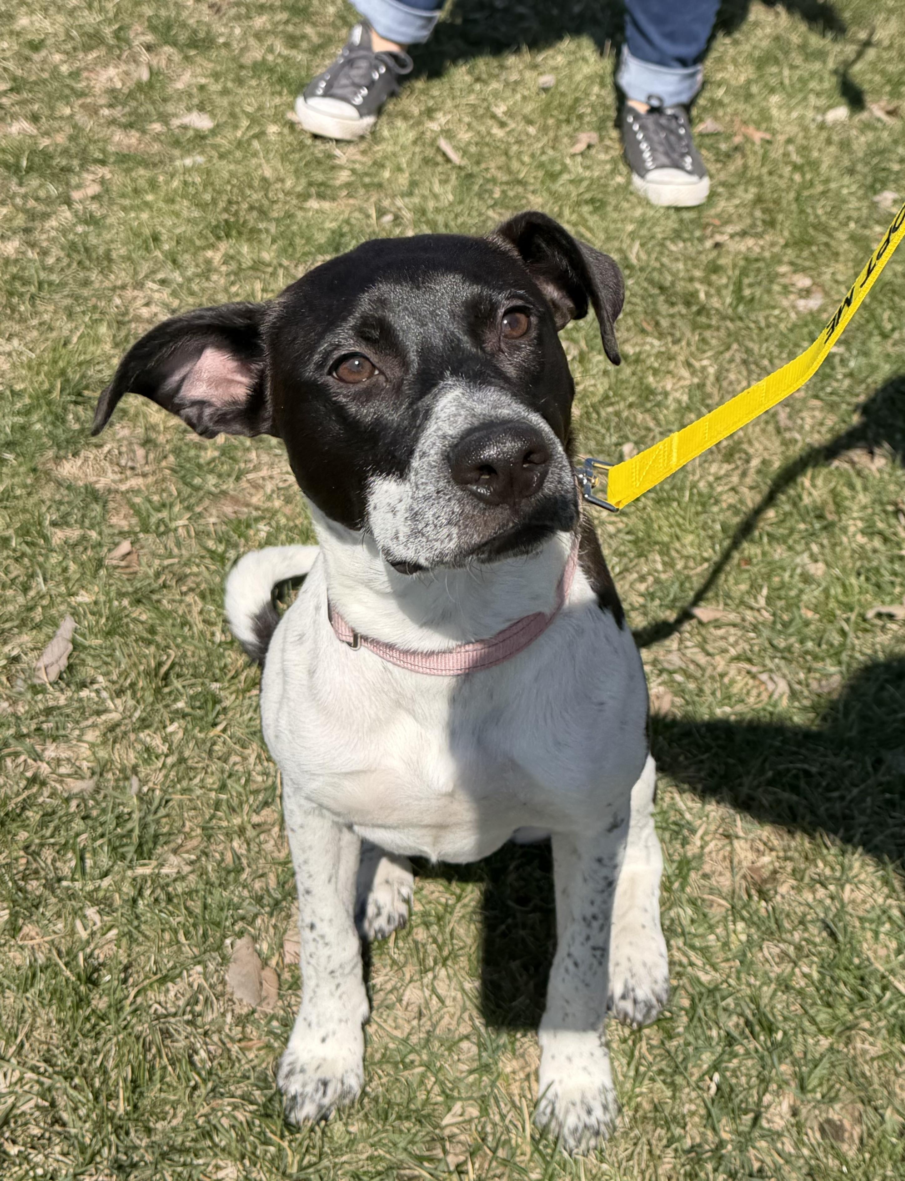 Enlarge Bonnie, a ADOPTABLE mixed breed in Oswego, IL image 1/3