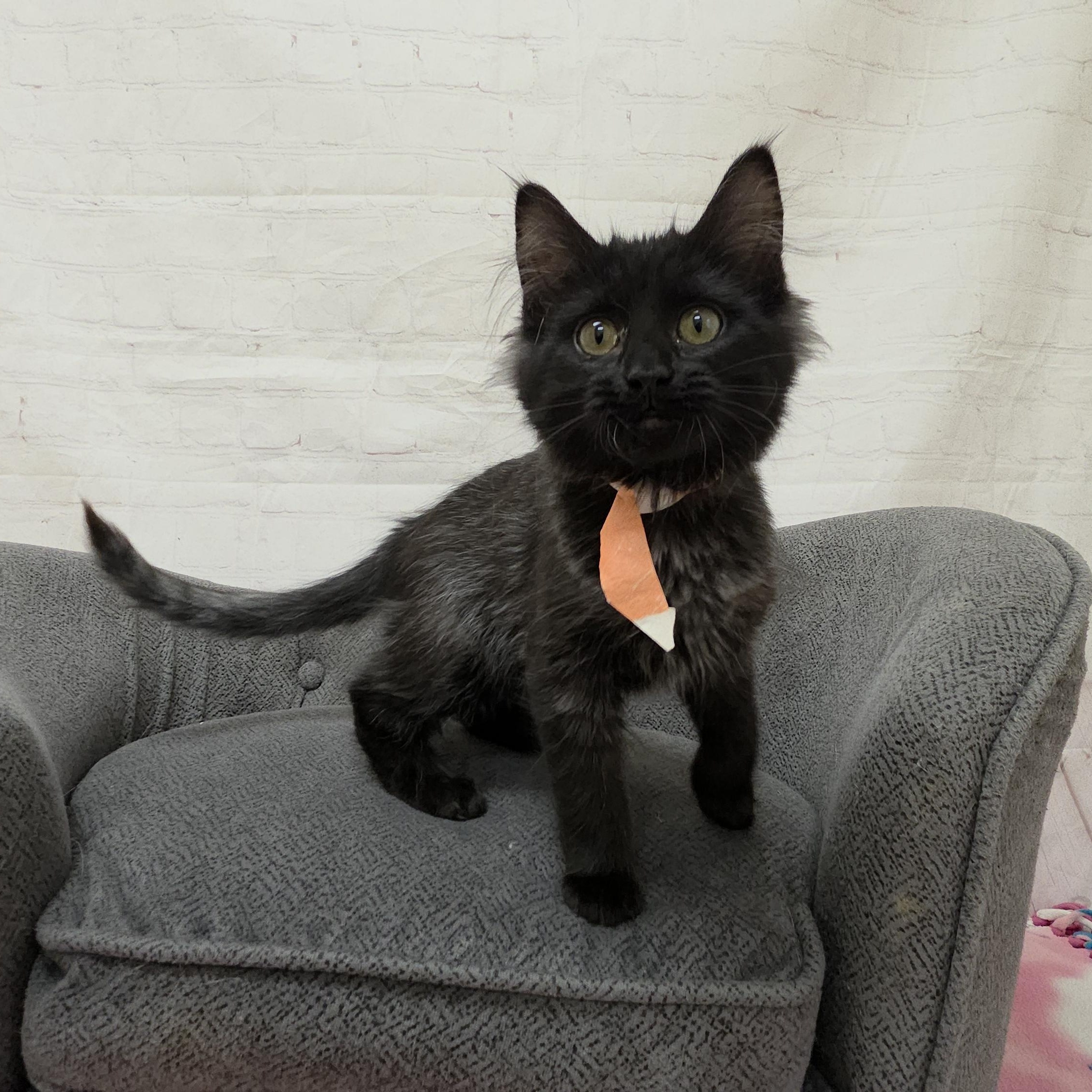 Enlarge Jellyfish, a ADOPTABLE Domestic Medium Hair in Red Wing, MN image 3/4