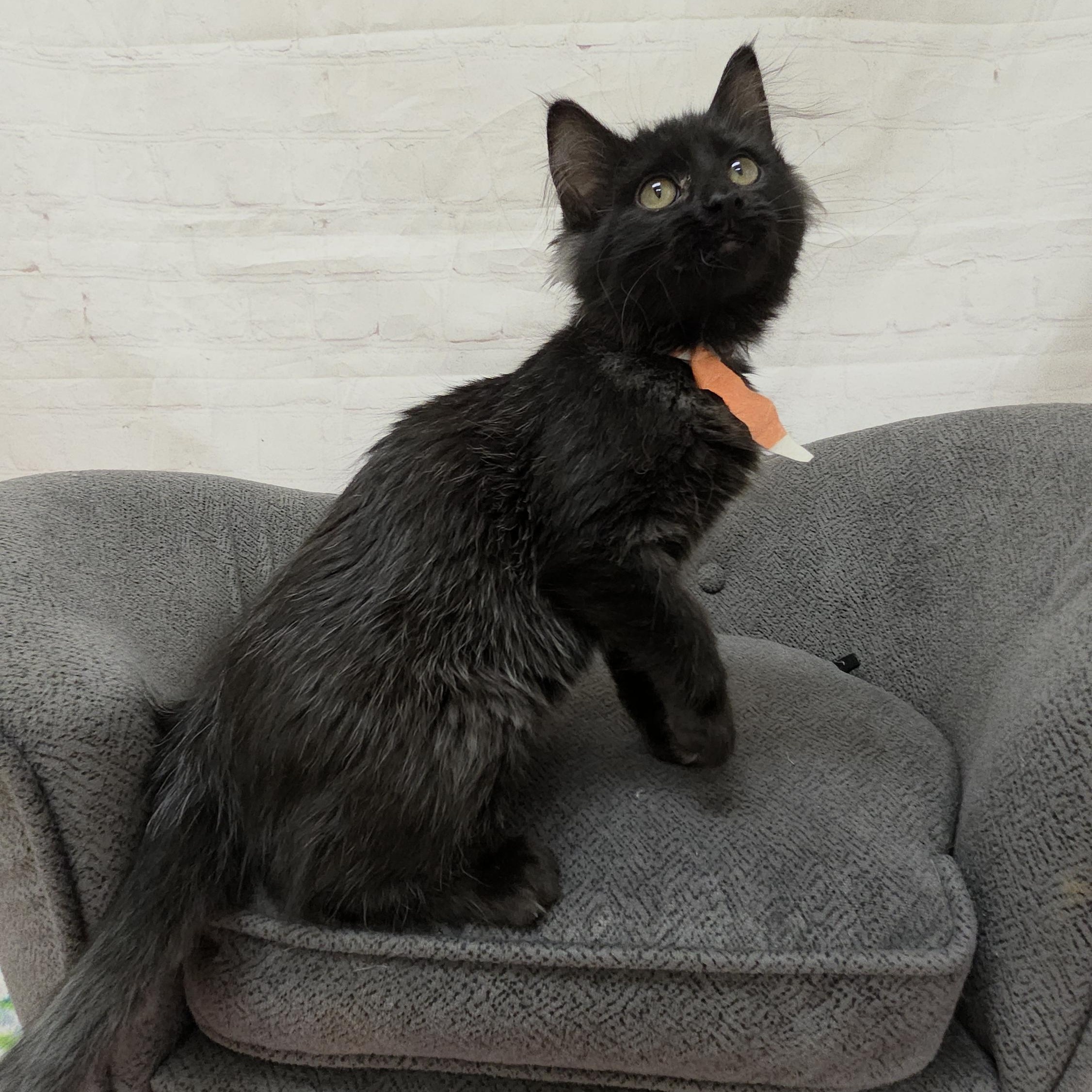 Enlarge Jellyfish, a ADOPTABLE Domestic Medium Hair in Red Wing, MN image 4/4