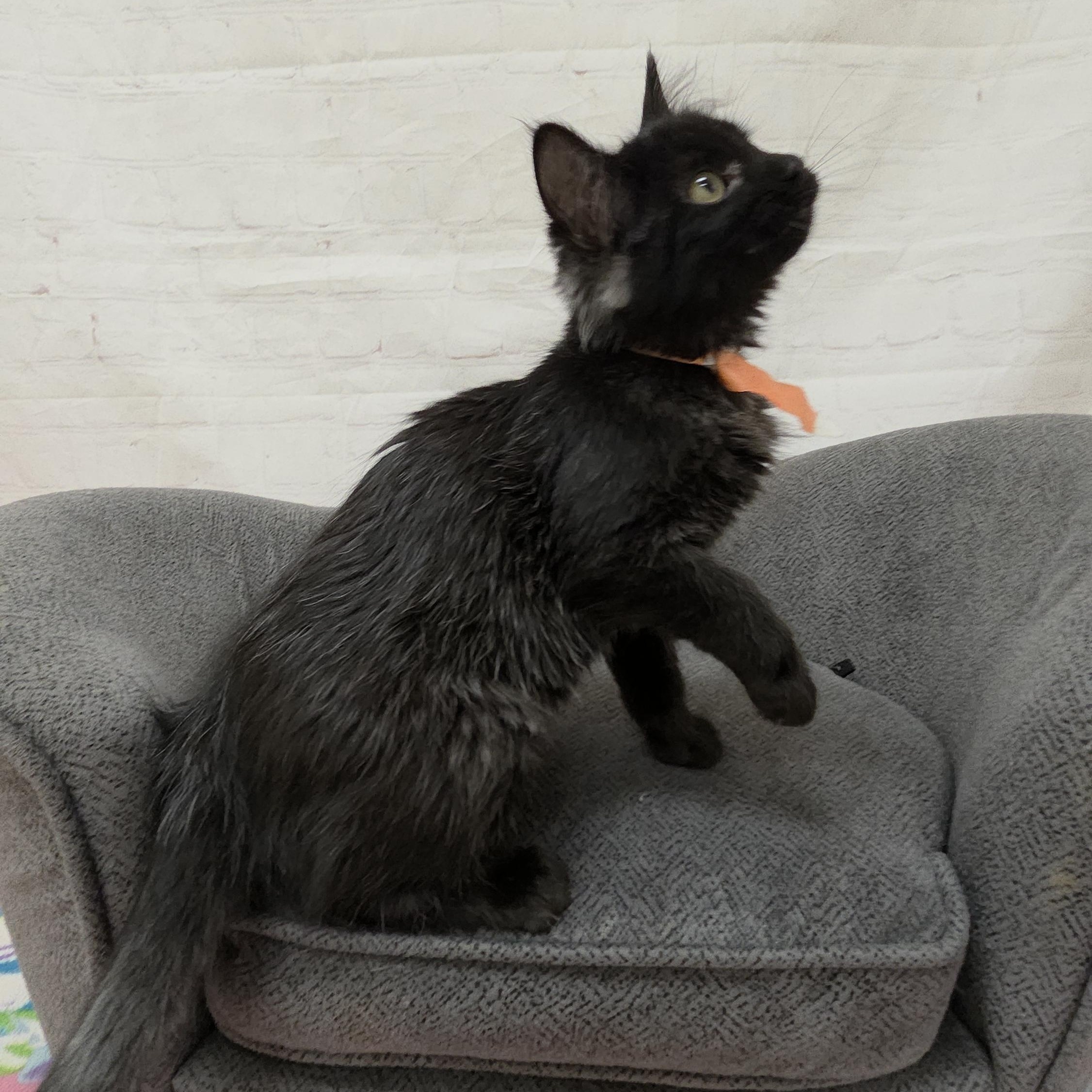 Jellyfish, ADOPTABLE, Kitten Female Domestic Medium Hair.