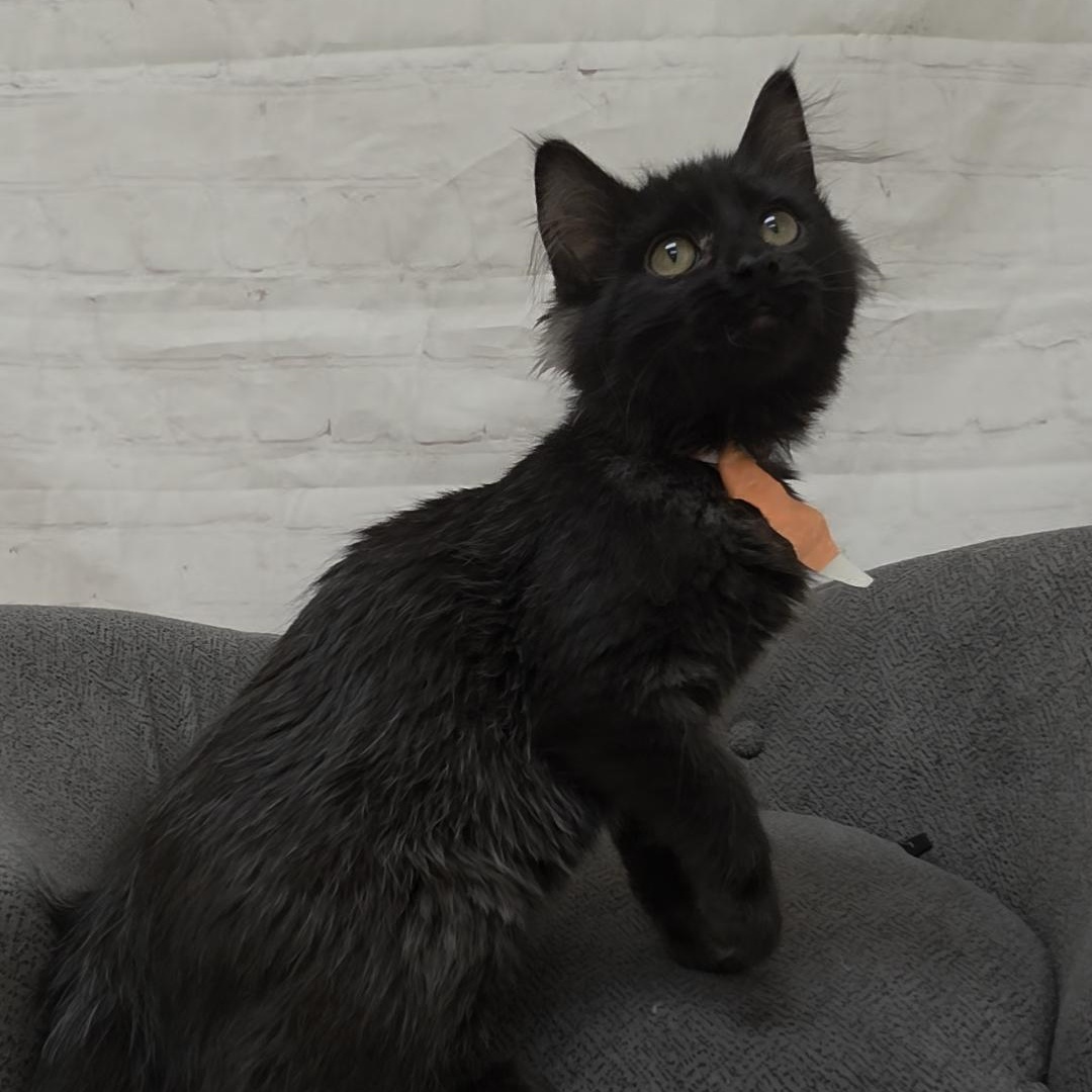 Enlarge Jellyfish, a ADOPTABLE Domestic Medium Hair in Red Wing, MN image 2/4