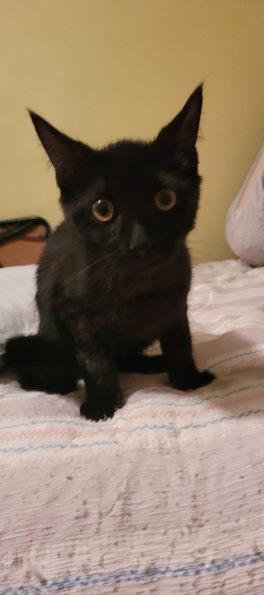 Vader, a ADOPTABLE Domestic Short Hair in Muncie, IN image 2/5